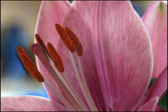 Paul-Rennie-Macro-of-Lillys-stamens