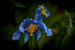 Francis-Butchart-Garden-5-