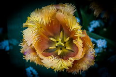Francis-Butchart-Garden-6-