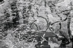 Klaas-Klaas-Butchart-garden-4