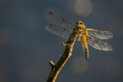 Michael-Chin-05-Four-spotted-chaser-RNP-10