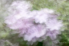 Michael-Chin-Clematis-2-ICM