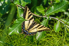dorothy-dorothy_4_OpenGal.-DSC03679-Swallowtail-Butterfly1