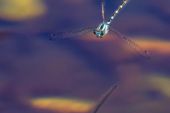 Michael-Chin-3-Winged-damselfly