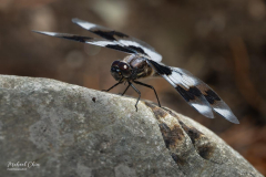 Michael-Chin-Dragonfly