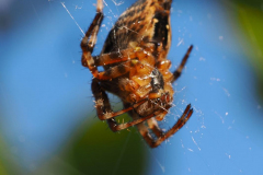 Gerd-Penno-gwp-Spider-4