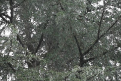 Brenda-Luciuk-Rain-Tree