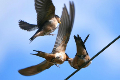 Lien-Ho-barn-swallows