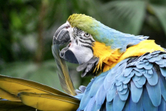 Lien-Ho-macaw