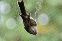 Lien-Ho-song-sparrow
