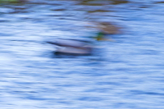 Lien-Ho-ICM-3