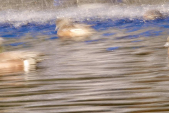 Lien-Ho-ICM-4