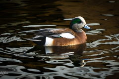 Michael-Chin-American-wigeon-WD