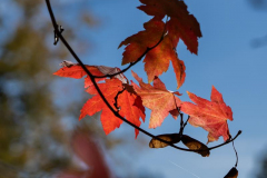 Michael-Chin-_Fall-leaves