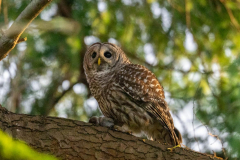 alan-marchant-Barred-Owl