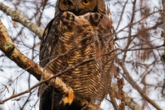 alan-marchant-Long-Eared-Owl