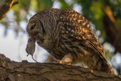 alan-marchant-Owl-with-Vole