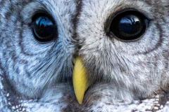 alan-marchant-Reflections-in-an-Owls-Eyes