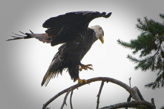 Brenda-Luciuk-Another-eagle-2