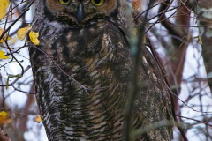 Brenda-Luciuk-Great-Horned-POwl-2