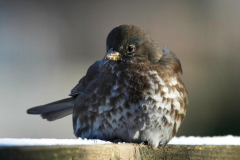 Brenda-Luciuk-Juvenile-Fox-Sparrow