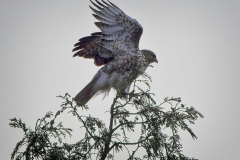 Brenda-Luciuk-Juvenile-RT-Hawk