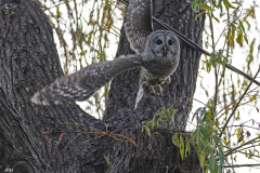 Dorothy-dorothy_1_OpenGallery-DSC00119-Barred-Owl2