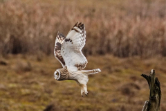 Dorothy-dorothy_4_OpenGallery-DSC02701-Short-eared-Owl2