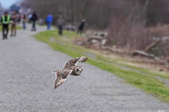 Dorothy-dorothy_5_OpenGallery-DSC03555-Short-eared-Owl2