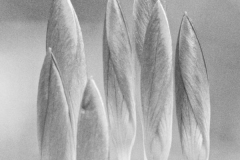 Michael-CHIN-3-Crocuses-PP