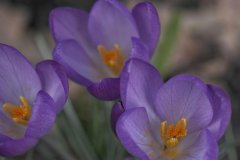 Brenda-Luciuk-PP-Crocus-1