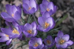 Brenda-Luciuk-PP-Crocus