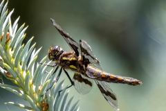 Paul-Rennie-Dragonfly
