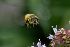 Paul-Rennie-Honey-bee1