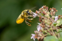 Paul-Rennie-Honey-bee2