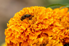 Paul-Rennie-Last-wasp-of-Aurumn