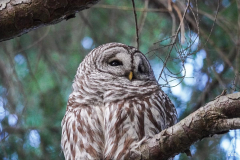 dorothy-dorothy_2_MacroDSC05447-Barred-Owl1