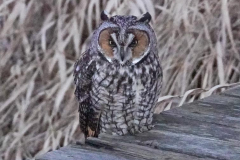 dorothy-dorothy_3_MacroDSC06504-Long-eared-Owl1