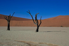 Brenda-Luciuk-Deadvlei