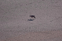 Brenda-Luciuk-Oryx-Salt-Pan