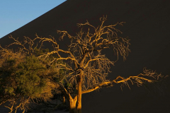 Brenda-Luciuk-Tree-Sossusvlei-Namibia