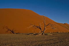 Brenda-Luciuk-Tree-Sossuvlei-2