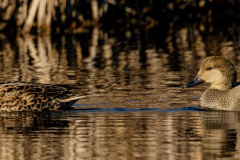 Chuck-Vaugeois-The-Gadwall-family