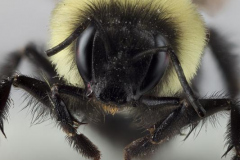 Cliff-Houff-Cliff_Bee_2023-08-21-04.54.42-ZS-PMax-2