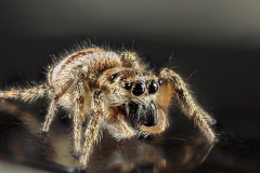 Cliff-Houff-Cliff_Jumping-Spider_2023-06-09-04.40.52-ZS-retouched-2