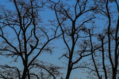 Dorothy-dorothy_2_OpenGallery-DSC06453-Almost-Full-Moon2