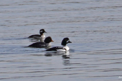 Dorothy-dorothy_3_OpenGallery-DSC05917-Pair-of-Barrows-Goldeneye-Buffleheadf1