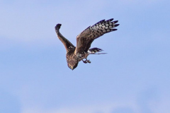 Dorothy-dorothy_5_OpenGallery-DSC07140-Northern-Harrier1