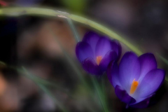 Klaas-Focker-Klaas-open-Gallery-3