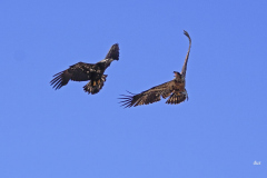 dorothy-dorothy_1_Open-Gallery-DSC08783-Juvenile-Bald-Eagles3